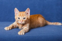 Decoding a Kitten's Behaviour & Their Body Language