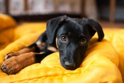 Five common misconceptions about adverse vaccine reactions in dogs