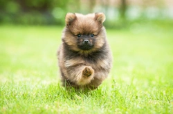 Ten things you need to know about the Pomeranian dog breed before you buy one