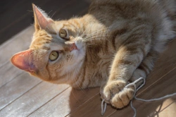 Problems that can arise with polydactyly in cats