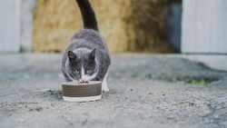 Utfodring av katt - det är väl bara att ge fri tillgång, eller…?