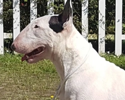 Le 5 domande più ricercate nel web sul Bull Terrier Standard