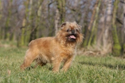 Griffon Bruxellois longevity and hereditary health