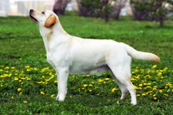 Hereditary Nasal Parakeratosis (HNPK) testing for the Labrador retriever