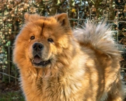 Associazione Rescue Gli Amici del Chow Chow