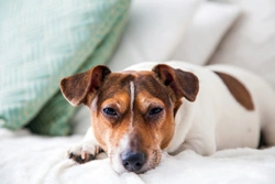 The potential dangers of pet hair in your home