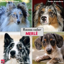 Razas de perros color Merlé (o Mirlo)