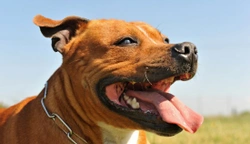 Investigating Aggressive Dog Breed Stereotypes