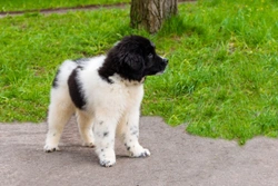 The Karakachan Dog - A Rare Gentle Giant