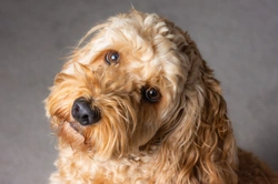 Why Is My Dog Suddenly Clingy? Reasons & Solutions
