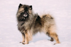Primary Hyperparathyroidism (PHPT) in the Keeshond