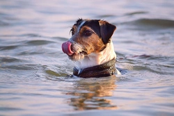 Getting your dog comfortable around water