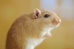 Top tips for Gerbil health