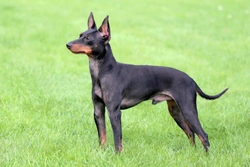 English Toy Terrier or Miniature Pinscher, which makes the better companion?