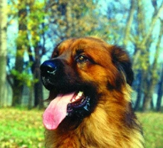 Leonberger