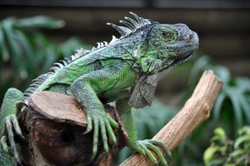 Types of Iguana