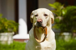 Dog Collar Chafing: Prevention & Treatment