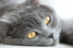 5 Mistakes Cat Owners Often Make