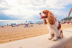 How to Travel with Your Dog: Essential Tips for a Smooth Trip