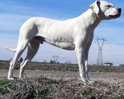 Il Dogo Argentino, carattere, standard e peculiarità