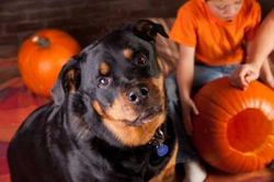 Why you probably shouldn’t take your dog trick or treating with you