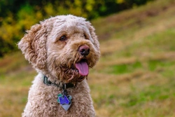 Cockapoo Buying Guide: Finding the Perfect Pup