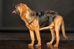Hereditary health and conformation issues of the bloodhound dog