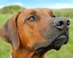 Cerchi un cucciolo di Rhodesian Ridgeback?