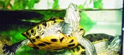 Rozšiřování želvy nádherné (Trachemys scripta elegans) v Evropě