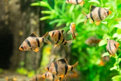 Are your tropical fish stressed?