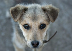 Gaining the Trust of an Abandoned or Mistreated Puppy