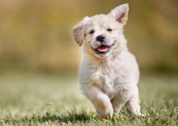 Puppy exercise and growth plate development