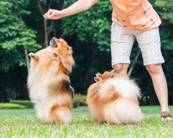 Training your dog not to beg or take food from other people