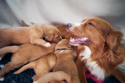 Complete Guide to Nutrition for Pregnant Dogs and Puppies