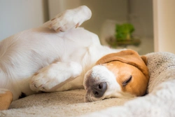 Jak dlouho spí pes a kde mu nejlíp ustlat?