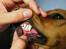 What does it mean if an adult dog loses teeth?