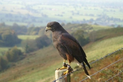 Guide to Beginning Falconry