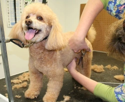 Caring for curly coated, low-shedding dogs