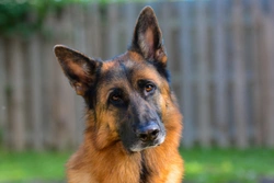 Haemorrhagic or bleeding diathesis DNA health testing for the German shepherd