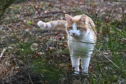 ¿Los gatos necesitan que los saquemos a pasear?