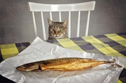 10 Tips to Entice Discerning Cats to Eat