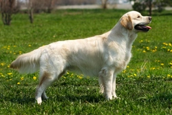 Progressive Retinal Atrophy (GR-PRA1) testing for the golden retriever