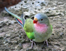 Princess Parrot