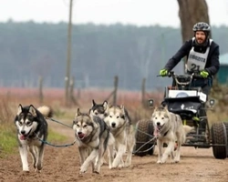 L'Alaskan Malamute e il lavoro - Parte prima