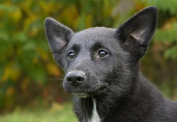 Cryptorchism in Canaan Dogs
