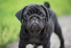 Is the pug still a popular dog breed in the UK?