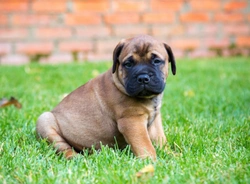 10 things you need to know about the bullmastiff before you buy one