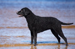 5 personality traits of the curly coated retriever