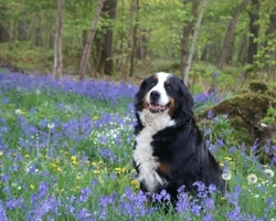 Bovaro del Bernese: prezzo di un cucciolo e costo di mantenimento