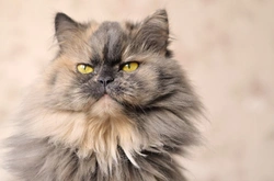 Caring for a Persian Cat - Factors to Consider